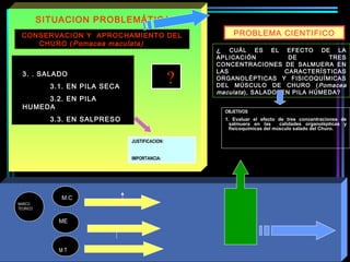 ?
SITUACION PROBLEMÁTICA
CONSERVACION Y APROCHAMIENTO DEL
CHURO (Pomacea maculata)
MARCO
TEORICO
M T
M.C
ME
JUSTIFICACION:
IMPORTANCIA:
PROBLEMA CIENTIFICO
¿ CUÁL ES EL EFECTO DE LA
APLICACIÓN DE TRES
CONCENTRACIONES DE SALMUERA EN
LAS CARACTERÍSTICAS
ORGANOLÉPTICAS Y FISICOQUÍMICAS
DEL MÚSCULO DE CHURO (Pomacea
maculata), SALADO EN PILA HÚMEDA?
OBJETIVOS
1. Evaluar el efecto de tres concentraciones de
salmuera en las calidades organolépticas y
fisicoquímicas del músculo salado del Churo.
 
3. . SALADO
3.1. EN PILA SECA
3.2. EN PILA
HUMEDA
3.3. EN SALPRESO
 