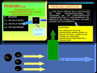?
SITUACIONPROBLEMÁTICA
3. . SALADO
3.1. EN PILA SECA
3.2. EN PILA HUMEDA
3.3. EN SALPRESO
MARCO
TEORICO
M T
M.C
ME
JUSTIFICACION:
IMPORTANCIA:
PROBLEMA CIENTIFICO
¿ CUÁL ES EL EFECTO DE LA APLICACIÓN
DE TRES CONCENTRACIONES DE
SALMUERA EN LAS CARACTERÍSTICAS
ORGANOLÉPTICAS Y FISICOQUÍMICAS DEL
MÚSCULO DE CHURO (Pomacea maculata),
SALADO EN PILA HÚMEDA?
HIPOTESIS:
Una salmuera al 20 % de
concentración permite obtener un
músculo de Churo salado en pila
húmeda con adecuadas
características organolépticas y
fisicoquímicas
CONSERVACION Y
APROCHAMIENTO DEL CHURO
(Pomacea maculata)
 