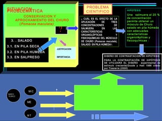 ?
SITUACIONPROBLEMÁTICA
3. . SALADO
3.1. EN PILA SECA
3.2. EN PILA HUMEDA
3.3. EN SALPRESO
MARCO
TEORICO
M T
M.C
ME
JUSTIFICACION:
IMPORTANCIA:
PROBLEMA
CIENTIFICO
¿ CUÁL ES EL EFECTO DE LA
APLICACIÓN DE TRES
CONCENTRACIONES DE
SALMUERA EN LAS
CARACTERÍSTICAS
ORGANOLÉPTICAS Y
FISICOQUÍMICAS DEL MÚSCULO
DE CHURO (Pomacea maculata),
SALADO EN PILA HÚMEDA?.
HIPOTESIS
Unaa salmuera al 20 %
de concentración
permite obtener un
músculo de Churo
salado en pila húmeda
con adecuadas
características
organolépticas y
fisicoquímicas :
DISEÑO DE CONTRASTACION DE HIPOTESIS
PARA LA CONTRASTACIÓN DE HIPÓTESIS
SE UTILIZARÁ EL DISEÑO experimental de
estímulo creciente(Goode y Hatt 1986 citado
por Tresierra (2000)
CONSERVACION Y
APROCHAMIENTO DEL CHURO
(Pomacea maculata)
 