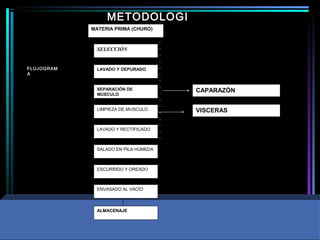 METODOLOGI
A
SELECCIÓN
LAVADO Y DEPURADO
SEPARACIÓN DE
MÚSCULO
LIMPIEZA DE MUSCULO
LAVADO Y RECTIFICADO
SALADO EN PILA HÚMEDA
ESCURRIDO Y OREADO
ENVASADO AL VACÍO
CAPARAZÓN
VISCERAS
MATERIA PRIMA (CHURO)
ALMACENAJE
FLUJOGRAM
A
 