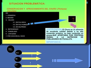 ?
SITUACION PROBLEMÁTICA:
EN:
1. CONSERVA
2. SECADO
3. . SALADO
3.1. EN PILA SECA
3.2. EN PILA HUMEDA
3.3. EN SALPRESO
4. REFRIGERADO
5. CONGELADO
6. LIOFIIZADO
7. POR COCCION AL VACIO
MARCO
TEORICO
M T
M.C
ME
CONSERVACION Y APROCHAMIENTO DEL CHURO (Pomacea
maculata)
JUSTIFICACION:El Churo es un alimento
de excelente calidad debido a su alto
contenido proteico, su bajo contenido en
grasas,QUE APORTARIA CON PROTEINA
ANIMAL A LA NUTRICION DE
POBLADORES DE PUCALLPA
IMPORTANCIA:
 