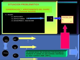 ?
SITUACION PROBLEMÁTICA
3. . SALADO
3.1. EN PILA SECA
3.2. EN PILA HUMEDA
3.3. EN SALPRESO 3. .AGUA DE MAR
MARCO
TEORICO
M T
M.C
ME
PROBLEM
A
¿...........?.
antecedentes
La conservacion de productos hidrobiologicos
mediante el salado en pila humeda mantienen
su valor nutritivo (Hall ,2001),
CONSERVACION Y APROCHAMIENTO DEL CHURO
(Pomacea maculata)
 