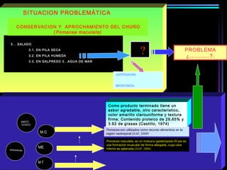 ?
SITUACION PROBLEMÁTICA
3. . SALADO
3.1. EN PILA SECA
3.2. EN PILA HUMEDA
3.3. EN SALPRESO 3. .AGUA DE MAR
MARCO
TEORICO
M T
M.C
ME
JUSTIFICACION:
IMPORTANCIA:
PROBLEMA
¿...........?.
Pomacea maculata, es un molusco gasterópodo El pie es
una formación muscular de forma alargada, cuya cara
inferior es aplanada (IIAP, 2000)
Pomacea son utilizados como recurso alimenticio en la
región neotropical (IIAP, 20009
CONSERVACION Y APROCHAMIENTO DEL CHURO
(Pomacea maculata)
Como producto terminado tiene un
asbor agradable, olro caracteristico,
color amarillo clarouniforme y textura
firme; Contenido proteico de 29,65% y
3.62 de grasas (Castillo, 1974)
antecedentes
 