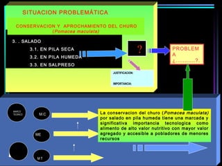 ?
SITUACION PROBLEMÁTICA
3. . SALADO
3.1. EN PILA SECA
3.2. EN PILA HUMEDA
3.3. EN SALPRESO
MARCO
TEORICO
M T
M.C
ME
JUSTIFICACION:
IMPORTANCIA:
PROBLEM
A
¿...........?.
La conservacion del churo (Pomacea maculata)
por salado en pila humeda tiene una marcada y
significativa importancia tecnologica como
alimento de alto valor nutritivo con mayor valor
agregado y accesible a pobladores de menores
recursos
CONSERVACION Y APROCHAMIENTO DEL CHURO
(Pomacea maculata)
antecedentes
 