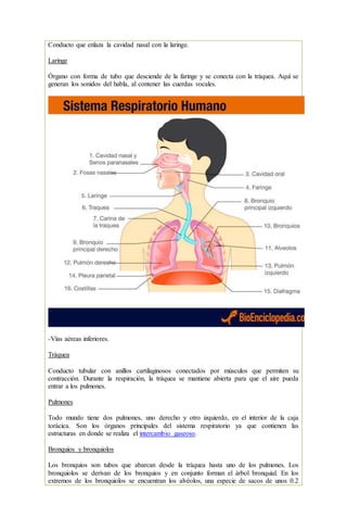Conducto que enlaza la cavidad nasal con la laringe.
Laringe
Órgano con forma de tubo que desciende de la faringe y se conecta con la tráquea. Aquí se
generan los sonidos del habla, al contener las cuerdas vocales.
-Vías aéreas inferiores.
Tráquea
Conducto tubular con anillos cartilaginosos conectados por músculos que permiten su
contracción. Durante la respiración, la tráquea se mantiene abierta para que el aire pueda
entrar a los pulmones.
Pulmones
Todo mundo tiene dos pulmones, uno derecho y otro izquierdo, en el interior de la caja
torácica. Son los órganos principales del sistema respiratorio ya que contienen las
estructuras en donde se realiza el intercambio gaseoso.
Bronquios y bronquiolos
Los bronquios son tubos que abarcan desde la tráquea hasta uno de los pulmones. Los
bronquiolos se derivan de los bronquios y en conjunto forman el árbol bronquial. En los
extremos de los bronquiolos se encuentran los alvéolos, una especie de sacos de unos 0.2
 