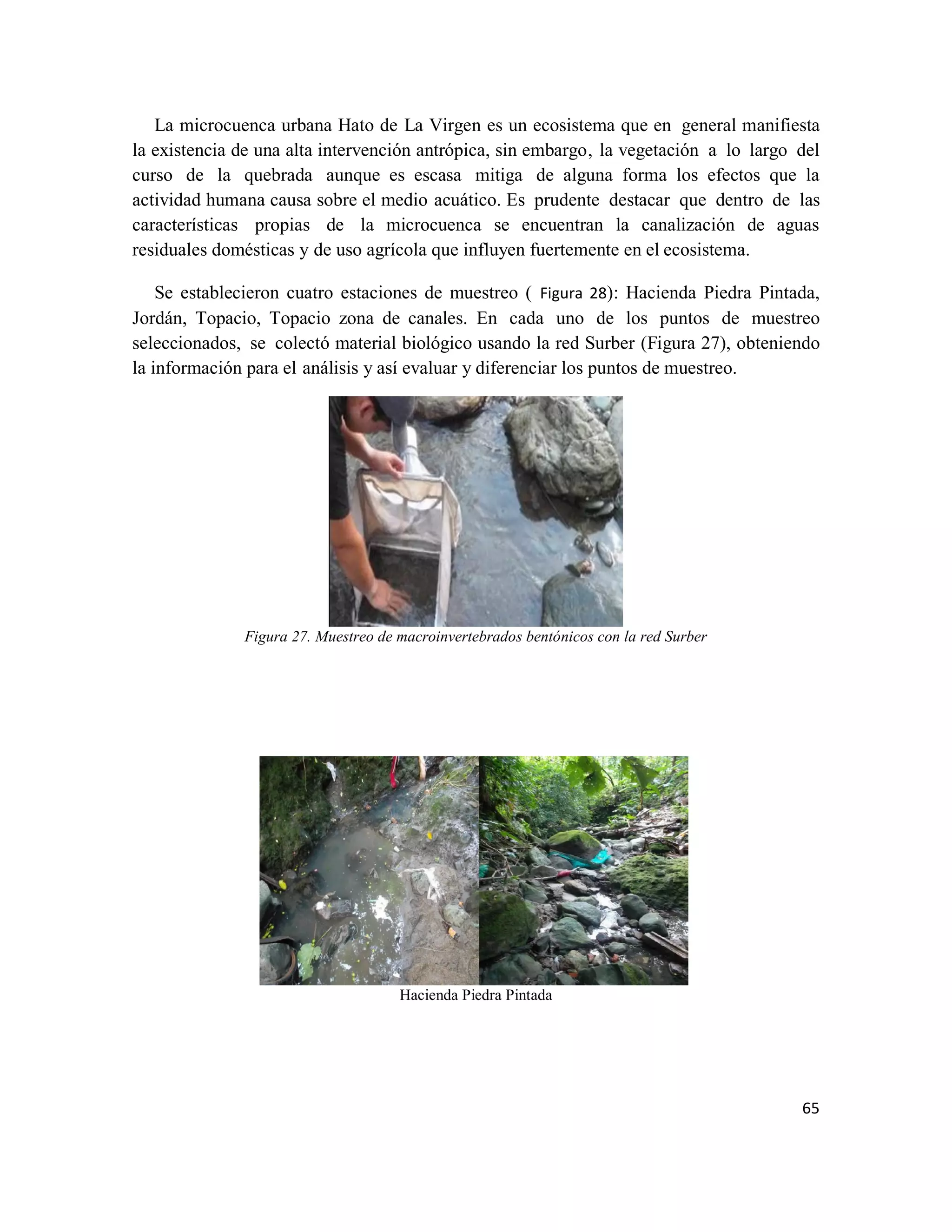 65
La microcuenca urbana Hato de La Virgen es un ecosistema que en general manifiesta
la existencia de una alta intervención antrópica, sin embargo, la vegetación a lo largo del
curso de la quebrada aunque es escasa mitiga de alguna forma los efectos que la
actividad humana causa sobre el medio acuático. Es prudente destacar que dentro de las
características propias de la microcuenca se encuentran la canalización de aguas
residuales domésticas y de uso agrícola que influyen fuertemente en el ecosistema.
Se establecieron cuatro estaciones de muestreo ( Figura 28): Hacienda Piedra Pintada,
Jordán, Topacio, Topacio zona de canales. En cada uno de los puntos de muestreo
seleccionados, se colectó material biológico usando la red Surber (Figura 27), obteniendo
la información para el análisis y así evaluar y diferenciar los puntos de muestreo.
Figura 27. Muestreo de macroinvertebrados bentónicos con la red Surber
Hacienda Piedra Pintada
 