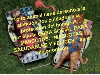 derec  ho a l a
        anima     l tiene      os y l a
“Todo          , los c  uidad
   atenc  ión            l hom  bre”.
       rotecc   ión de       CIAL P
                                      ARA
     p                 A SO
           l a OBR               OTAS
 Po r ello         AS: “  MASC         es la
     MA  SCOT            FELI  CES”
      UDAB      LES Y
  SA L              jor op  ción.
              me
 