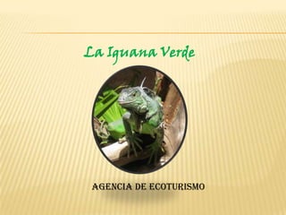 La Iguana Verde  Agencia de EcoTurismo 