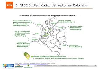 35Elaboración y acompañamiento del Plan de Negocios para el Sector Hortofrutícola en Colombia. FASE IV. Plan de Negocio Aguacate
Fuente: Cadena Productiva del Aguacate en Colombia. Consejo Nacional del Aguacate.
http://www.corpoaguacate.com/pdf/conferencias/cadenaaguacatehoy.pdf
3. FASE 3, diagnóstico del sector en Colombia
Principales núcleos productores de Aguacate Papelillos /Negros
 
