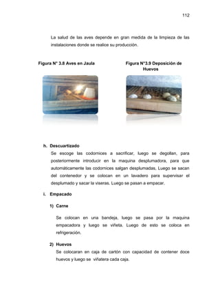 112
La salud de las aves depende en gran medida de la limpieza de las
instalaciones donde se realice su producción.
Figura N° 3.8 Aves en Jaula Figura N°3.9 Deposición de
Huevos
h. Descuartizado
Se escoge las codornices a sacrificar, luego se degollan, para
posteriormente introducir en la maquina desplumadora, para que
automáticamente las codornices salgan desplumadas, Luego se sacan
del contenedor y se colocan en un lavadero para supervisar el
desplumado y sacar la viseras. Luego se pasan a empacar.
i. Empacado
1) Carne
Se colocan en una bandeja, luego se pasa por la maquina
empacadora y luego se viñeta. Luego de esto se coloca en
refrigeración.
2) Huevos
Se colocaran en caja de cartón con capacidad de contener doce
huevos y luego se viñatera cada caja.
 