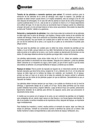Levantamiento de Observaciones al Informe N°044-2012-MEM-AAE/KCC Anexo Ag 4-12
Tamaño de las plántulas o momento oportuno para extraer: El momento oportuno para la
extracción de las plántulas de la cama de almácigo varía según la especie. Las plantitas de
eucalipto se deben extraer cuando tienen 2 a 4 hojitas verdaderas, esto se consigue a los 45 a 60
días después del almacigado. En el caso del colle las plantas se sacan de las camas almacigueras
cuando la plántula tiene 3 a 5 cm., esto se dan en un periodo no menor a 3 o 4 meses dependiendo
de la altitud del lugar. En el caso de pinos se recomienda hacer el repique cuando los cotiledones
emergen del suelo y la raíz principal todavía no tiene raíces secundarias. Este estado de desarrollo
se llama del “Fosforito”, debido a su apariencia.
Extracción y manipulación de plántulas: Una o dos horas antes de la extracción de las plántulas
se debe regar bien la cama de almacigo. Las túrgidas y frescas sufren menos al ser extraídos del
sustrato del almácigo. Antes de la extracción es importante aflojar bien el sustrato por tramos, con
una lampa pequeña, hay que hacerlo con cuidado para no dañar las raíces. Se empieza a extraer
por uno de los extremos de la cama y con ayuda de un palito se va removiendo el sustrato para
aflojar la tierra.
Hay que sacar las plantitas con cuidado para no dañar las raíces, tomando las plantitas por las
hojitas y no por el tallo, porque todavía es muy débil. Normalmente se hace por grupo de plantitas,
estas se ponen en la palma de la mano y con mucho cuidado se desmenuzan los terrones con los
dedos. En esta etapa debemos eliminar los plantita que tengan tallo o raíces mal formados.
Las plantitas seleccionadas, cuyas raíces midan más de 5 a 6 cm., deben ser podadas usando
tijeras para facilitar el crecimiento de raíces laterales. Después de la selección y poda las plantitas
deben colocarse en un recipiente con agua y barro suelto; ya que el barro ayuda a que las raíces
secundarias se adhieran a la principal facilitando el repique y evitando que se doblen.
Repique en bolsas: Para la acción de repicado se requiere de un instrumento sencillo de madera
llamado repicados que tiene forma cónica, longitud de 12 cm y diámetro de 2.5 cm. Un día antes del
repique se debe regar por la mañana las bolsas con substrato, por inundación. En el repique,
primero se hace un hoyo en el centro de la bolsa de substrato de manera vertical lo suficiente
grande para que las raíces de las plántulas quepan sin que se deformen. Generalmente se usa un
repicador de madera.
Las plántulas deben tomarse siempre por sus hojas y con cuidado se introduce la raíz (a nivel de
almácigo, o ligeramente debajo de su cuello) en el hoyo. Nunca debe permitirse que las raíces
queden dobladas hacia arriba y originen defectos. Luego se llena el hoyo con sustrato, presionando
ligeramente alrededor de la plántula para eliminar los espacios vacíos (aire) que provocarían el
secamiento de las raíces.
A medida que se avanza con el repique en la cama, se van cubriendo las plantitas con el tinglado
para protegerlas del sol, siendo mejor repicar en días frescos o con lluvias ligeras intermitentes. Si
ello no es posible, la sombra inmediata es de importancia crítica, después del repique, es importante
regar inmediatamente.
Para facilidad de inventario y control, resulta práctico al momento de repicar, dejar una hilera de
bolsas sin plántulas. También es conveniente numerar e identificar las camas con un letrero. Ello
facilita mantener lo datos correspondientes a cada cama (fecha de repique, fertilización, etc.).
 