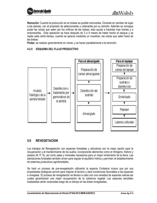 Levantamiento de Observaciones al Informe N°044-2012-MEM-AAE/KCC Anexo Ag 4-14
Remoción: Cuando la producción es en bolsas es posible removerlas. Consiste en cambiar de lugar
a las plantas, con el propósito de seleccionarlas y ordenarlas por su tamaño. Además se consigue
podar las raíces que salen por los orificios de las bolsas; esto ayuda a hacerlas mas fuertes y a
endurecerlas. Esta operación se hace después de 3 a 4 meses de haber hecho el repique y se
repite cada cierto tiempo, cuando se aprecia mediante un muestreo, las raíces que salen fuera de
las bolsas.
Podas: se realizan generalmente en raíces, y se hacen paralelamente a la remoción.
4.2.5 ESQUEMA DEL FLUJO PRODUCTIVO
5.0 REVEGETACION
Los trabajos de Revegetación con especies forestales y arbustivas son la mejor opción para la
recuperación y el mantenimiento de los suelos, incorporando elementos como el nitrógeno, fósforo y
potasio (N, P, K), así como sales y minerales necesarios para un mejor rendimiento de la tierra. Las
plantaciones forestales también sirven para regular el equilibrio hídrico y permiten el establecimiento
de sistemas productivos agroforestales.
Se hará un proceso de pre-revegetación utilizando la especie Crotalaria incana que por sus
propiedades biológicas servirá para mejorar el terreno y dará condiciones favorables a las especies
a revegetar. El proceso de revegetación se llevará a cabo con una variedad de especies nativas las
cuales garantizarán una mejor recuperación de la cobertura vegetal. Las especies sensibles
trasladadas serán reubicadas luego de un tiempo en las áreas revegetadas.
 