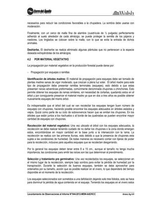 Levantamiento de Observaciones al Informe N°044-2012-MEM-AAE/KCC Anexo Ag 4-9
necesarios para reducir las condiciones favorables a la chupadera. La sombra debe usarse con
moderación.
Finalmente, con un cerco de malla fina de alambre (cuadrícula de ½ pulgada) perfectamente
adherido al suelo alrededor de cada almácigo, se puede proteger la semilla de los pájaros y
roedores. Los tinglados se colocan sobre la malla, con lo que se evita la entrada de dichos
animales.
Deshierbe, El deshierbe se realiza eliminado algunas plántulas que no pertenecen a la especie
deseada extrayéndolas de los almácigos.
4.2 POR MATERIAL VEGETATIVO
La propagación por material vegetativo en la producción forestal puede darse por:
- Propagación por esquejes o ramillas
Identificación de árboles madres: El material de propagación para esquejes debe ser tomado de
plantas madres sanas de vigor moderado, que crezcan a plena luz solar. El árbol madre para este
tipo de propagación debe presentar ramillas terminales (esquejes), esto debido a que estas
presentan raíces adventicias preformadas, comúnmente denominada chupones o chinchones. Esto
permite obtener los esquejes de ramas similares, sin necesidad de cortarlas, quedando estos en el
árbol y por consiguiente preservar el material madre ya que en dos a tres años es posible obtener
nuevamente esquejes del mismo árbol.
Es indispensable que el árbol del cual se van recolectar los esquejes tengan buen número de
esquejes con chupones, haciendo posible encontrar los esquejes adecuados en árboles aislados y
viejos. Quizá como parte de su ciclo de sobrevivencia hacen que se emitan los chupones. En los
árboles que están juntos a los riachuelos o al borde de las quebradas se pueden encontrar mayor
cantidad de esquejes con chupones.
Recolección del material vegetativo: Una vez ubicado el árbol con los esquejes adecuados, la
recolección se debe realizar teniendo cuidado de no dañar los chupones o la zona donde emergen
estos, encontrándose en mayor cantidad en la base junto a la intersección con la rama. La
recolección se realiza con las primeras lluvias, esto debido a que la presencia de chupones esta
sujeta a las condiciones de humedad. De todas maneras es necesario contar con tijeras de podar
para la recolección, inclusive para aquellos esquejes que se recolectan desgarrando.
Por lo general los esquejes deben tener entre 8 a 15 cm., aunque el tamaño no tenga mucha
importancia, las condiciones para emitir las raíces son las que determinan el prendimiento.
Selección y tratamiento pre germinativo: Una vez recolectados los esquejes, se seleccionan en
el mismo lugar de la recolección, siempre bajo sombra para evitar la pérdida de humedad por la
transpiración. Durante la selección de buenos esquejes, también se debe aprovechar para
ordenarlos por su tamaño, acción que es posible realizar en el vivero, lo que dependerá del tiempo
disponible en el momento de la recolección.
Los esquejes seleccionados son sometidos a una defoliación dejando solo tres foliolos, esto se hace
para disminuir la pérdida de agua contenida en el esqueje. Teniendo los esquejes en el vivero estos
 