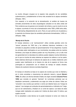 La vicuña (Vicugna vicugna) es la especie más pequeña de los camélidos
sudamericanos y probablemente la forma más ancestral de la alpaca doméstica
(Wheeler, 1991).
Con respecto a la evolución de la domesticación, el análisis de huesos de
animales provenientes de sitios arqueológicos ubicados en los altos andes del
Perú evidencia que el guanaco es el ancestro de la llama y que la vicuña lo es de
la alpaca; ocurriendo el inicio de la domesticación entre 7000 y 6000 años atrás,
en Telarmachay (Departamento de Junín, Perú), la cual culmina con el pastoreo y
la aparición de diversos tipos de camélidos plenamente domesticados, 3,500 a.c.
(Wheeler, 1998).


Manejo de la Vicuña
El manejo extensivo o de “semicautiverio” utiliza corrales grandes como los
“cercos” peruanos de 1000 has y los sistemas intensivos mantienen a los
animales en pequeños corrales de aproximadamente 10 has (Argentina). Cuando
los animales están restringidos en sus movimientos, las peleas entre los machos
familiares y las tropas de solteros pueden ser muy frecuentes y con un alto nivel
de agresividad (en la naturaleza los solteros pueden alejarse muchos kilómetros),
por lo que en muchos de estos sistemas se separan los solteros o se los castra.
Estos sistemas disminuyen el esfuerzo de captura de un chakku tradicional, pero
pueden estar interfiriendo en la historia de vida de la especie en forma mas
prolongada en comparación con el método de manejo en estado silvestre.
Sistema de cautiverio intensivo (corrales-Argentina):


El manejo en silvestria se basa en la captura de vicuñas que viven en libertad y
por lo tanto sometidas a mecanismos de selección natural y sexual (Darwin
1859). Se utiliza una técnica llamada Chakku de origen ancestral (Guamal Poma
1658) que consiste en generar “barreras” de numerosas personas que se
desplazan caminando y sosteniendo una soga con cintas de colores. Estas van
“cercando” a las vicuñas que caminan o corren por delante hacia una “manga de
captura”. Las mangas son embudos de aproximadamente un kilómetro de 7 largo,
que se van estrechando y finalizan en un corral de captura. Los lados de estas
mangas están realizados con postes de 2 metros de altura cada 10 metros, que
sujetan una red.
En la actualidad a esta técnica se le puede incorporar el arreo con motos de

                                     7
 
