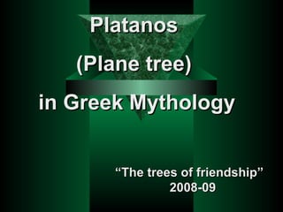 Platanos  (Plane tree)  in Greek Mythology “ The trees of friendship”  2008-09 