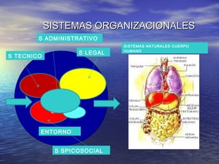 SISTEMAS ORGANIZACIONALES
        S ADMINISTRATIVO
                              SISTEMAS NATURALES CUERPO
                              HUMANO
                    S LEGAL
S TECNICO




             SUB



        ENTORNO


              S SPICOSOCIAL
 