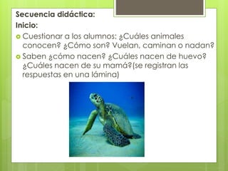 Secuencia didáctica:
Inicio:
 Cuestionar a los alumnos: ¿Cuáles animales
conocen? ¿Cómo son? Vuelan, caminan o nadan?
 Saben ¿cómo nacen? ¿Cuáles nacen de huevo?
¿Cuáles nacen de su mamá?(se registran las
respuestas en una lámina)
 