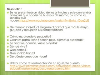 Desarrollo :
 Se les presentará un video de los animales y este contendrá
animales que nacen de huevo y de mamá, así como los
sonidos que
hacenhttps://www.youtube.com/watch?v=EwM_-Qqu2UE
 De manera individual elegirán al animal que más les haya
gustado y dibujaran sus características:
 Cómo es: grande o pequeño?
 Cuantas patas tiene? tienen pelo, plumas o escamas?
 Se arrastra, camina, vuela o nada?
 Dónde vive?
 Qué come?
 Qué sonido hace?
 De dónde crees que nace?
 Utilizar como retroalimentación en siguiente cuento:
http://www.primeraescuela.com/actividades-online/videos-
educativos/animales/cucu-rana-cuento.htm
 