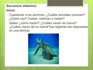 Secuencia didáctica:
Inicio:
 Cuestionar a los alumnos: ¿Cuáles animales conocen?
¿Cómo son? Vuelan, caminan o nadan?
 Saben ¿cómo nacen? ¿Cuáles nacen de huevo?
¿Cuáles nacen de su mamá?(se registran las respuestas
en una lámina)
 