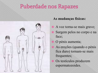As mudanças físicas:

   A voz torna-se mais grave;
   Surgem pelos no corpo e na
    face;
   O pénis aumenta;
   As ereções (quando o pénis
    fica duro) tornam-se mais
    frequentes;
   Os testículos produzem
    espermatozoides.
 