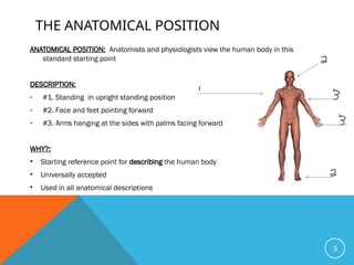 Natural Human Position plane And Axis of the human body with clinical relavence | PPTX