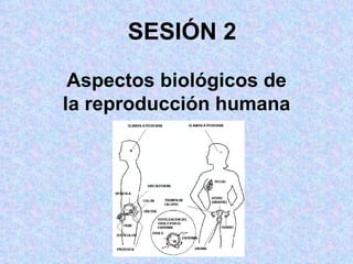 SESIÓN 2 Aspectos biológicos de la reproducción humana 