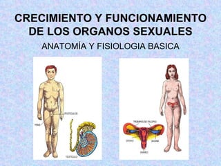 CRECIMIENTO Y FUNCIONAMIENTO DE LOS ORGANOS SEXUALES ANATOMÍA Y FISIOLOGIA BASICA 