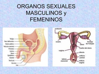 ORGANOS SEXUALES MASCULINOS y FEMENINOS 