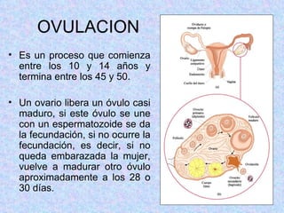OVULACION Es un proceso que comienza entre los 10 y 14 años y termina entre los 45 y 50. Un ovario libera un óvulo casi maduro, si este óvulo se une con un espermatozoide se da la fecundación, si no ocurre la fecundación, es decir, si no queda embarazada la mujer, vuelve a madurar otro óvulo aproximadamente a los 28 o 30 días.  
