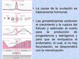 La causa de la ovulación es básicamente hormonal.  Las gonadotropinas producen el crecimiento y la ruptura del folículo y estimulan al ovario para la producción de progesterona y estrógenos y para que se enriquezca el endometrio, el cual, si no hay fecundación, se desprenderá con la menstruación. 