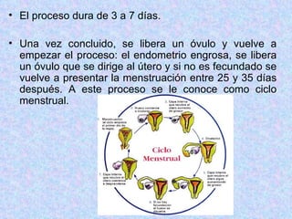 El proceso dura de 3 a 7 días. Una vez concluido, se libera un óvulo y vuelve a empezar el proceso: el endometrio engrosa, se libera un óvulo que se dirige al útero y si no es fecundado se vuelve a presentar la menstruación entre 25 y 35 días después. A este proceso se le conoce como ciclo menstrual. 