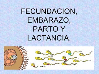 FECUNDACION, EMBARAZO, PARTO Y LACTANCIA. 