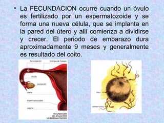La  FECUNDACION  ocurre cuando un óvulo es fertilizado por un espermatozoide y se forma una nueva célula, que se implanta en la pared del útero y allí comienza a dividirse y crecer. El periodo de embarazo dura aproximadamente 9 meses y generalmente es resultado del coito. 