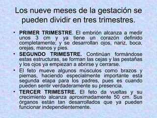 Los nueve meses de la gestación se pueden dividir en tres trimestres. PRIMER TRIMESTRE . El embrión alcanza a medir unos 3 cm y ya tiene un corazón definido completamente; y se desarrollan ojos, nariz, boca, orejas, manos y pies. SEGUNDO TRIMESTRE.  Continúan formándose estas estructuras, se forman las cejas y las pestañas y los ojos ya empiezan a abrirse y cerrarse.  El feto mueve algunos músculos como brazos y piernas, haciendo especialmente importante esta segunda etapa para los padres, pues es cuando pueden sentir verdaderamente su presencia. TERCER TRIMESTRE.  El feto da vueltas y su crecimiento alcanza aproximadamente 50 cm. Sus órganos están tan desarrollados que ya pueden funcionar independientemente. 