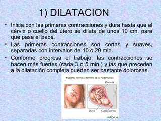 Inicia con las primeras contracciones y dura hasta que el cérvix o cuello del útero se dilata de unos 10 cm. para que pase el bebé. Las primeras contracciones son cortas y suaves, separadas con intervalos de 10 o 20 min. Conforme progresa el trabajo, las contracciones se hacen más fuertes (cada 3 o 5 min.) y las que preceden a la dilatación completa pueden ser bastante dolorosas. 1) DILATACION 