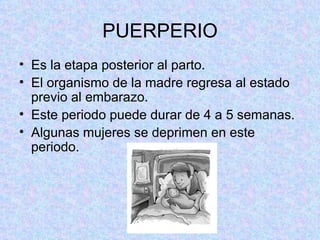 PUERPERIO Es la etapa posterior al parto. El organismo de la madre regresa al estado previo al embarazo. Este periodo puede durar de 4 a 5 semanas. Algunas mujeres se deprimen en este periodo. 