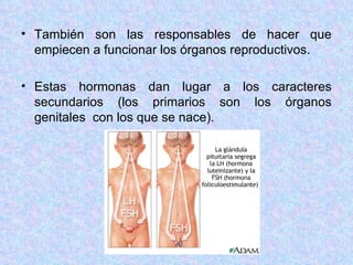 También son las responsables de hacer que empiecen a funcionar los órganos reproductivos. Estas hormonas dan lugar a los caracteres secundarios (los primarios son los órganos genitales  con los que se nace). 