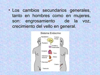 Los cambios secundarios generales, tanto en hombres como en mujeres, son: engrosamiento  de la voz, crecimiento del vello en general. 