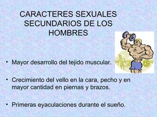 CARACTERES SEXUALES SECUNDARIOS DE LOS HOMBRES Mayor desarrollo del tejido muscular. Crecimiento del vello en la cara, pecho y en mayor cantidad en piernas y brazos. Primeras eyaculaciones durante el sueño. 