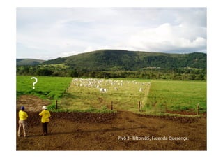 ?

    Pivô 2- Tifton 85, Fazenda Querença.
 