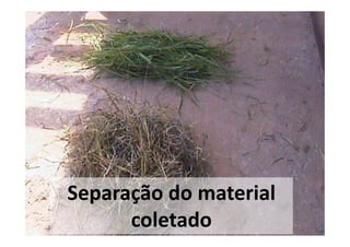 Separação do material
      coletado
 