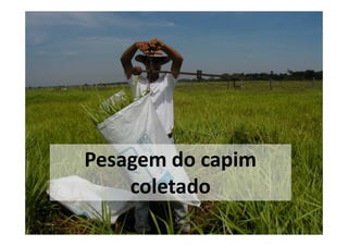 Pesagem do capim
    coletado
 
