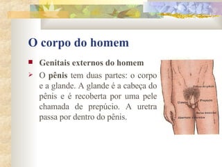 O corpo do homem Genitais externos do homem       O  pênis  tem duas partes: o corpo e a glande. A glande é a cabeça do pênis e é recoberta por uma pele chamada de prepúcio. A uretra passa por dentro do pênis. 