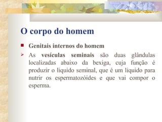 O corpo do homem Genitais internos do homem       As  vesículas seminais  são duas glândulas localizadas abaixo da bexiga, cuja função é produzir o liquido seminal, que é um liquido para nutrir os espermatozóides e que vai compor o esperma. 