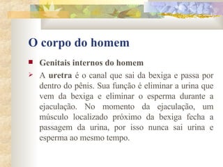 O corpo do homem Genitais internos do homem       A  uretra  é o canal que sai da bexiga e passa por dentro do pênis. Sua função é eliminar a urina que vem da bexiga e eliminar o esperma durante a ejaculação. No momento da ejaculação, um músculo localizado próximo da bexiga fecha a passagem da urina, por isso nunca sai urina e esperma ao mesmo tempo. 