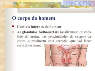 O corpo do homem Genitais internos do homem       As  glândulas bulbouretais  localizam-se de cada lado da uretra, nas proximidades da origem da uretra, e produzem uma secreção que vai fazer parte do esperma.  