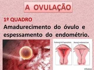 1º QUADRO Amadurecimento  do  óvulo  e  espessamento  do  endométrio. 