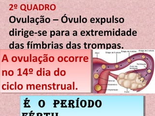 2º QUADRO Ovulação – Óvulo expulso dirige-se para a extremidade das fímbrias das trompas. A ovulação ocorre no 14º dia do ciclo menstrual. É  o  período  FÉRTIL  