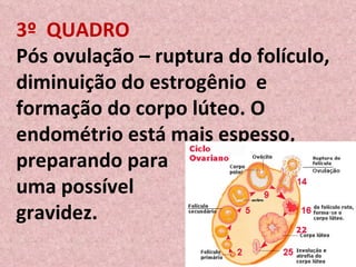 3º  QUADRO Pós ovulação – ruptura do folículo, diminuição do estrogênio  e formação do corpo lúteo. O endométrio está mais espesso, preparando para  uma possível  gravidez. 