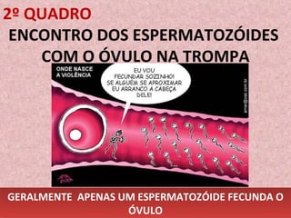 2º QUADRO ENCONTRO DOS ESPERMATOZÓIDES  COM O ÓVULO NA TROMPA GERALMENTE  APENAS UM ESPERMATOZÓIDE FECUNDA O ÓVULO 